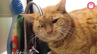 Funniest Cats ???? - Don't try to hold back Laughter ???? - The Pet Collective