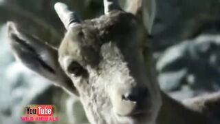 animal videoاینیمل ویڈیو