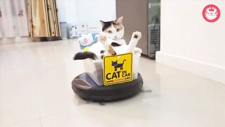 Try Not To Laugh | Funny Pet Video Compilation 2020 | The Pet Collective