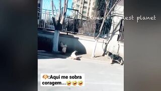 EN COURS DE LECTURE Funny Dogs And Cats Videos 2023 ???? - Best Funniest Animal Videos Of The Month ???????? #1