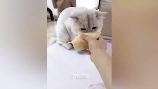 Funniest Animals ???? New Funny Cats and Dogs Videos ???????? Part 2