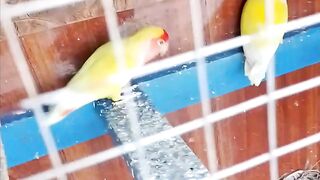 Birds planet
