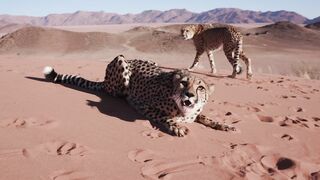The leopard