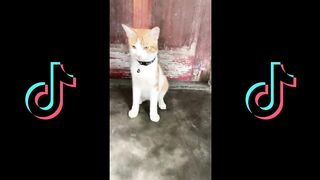 Funny Cats - TikTok Compilation 2024 #1