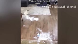 Funny Dogs And Cats Videos 2024 ???? - Best Funniest Animal Videos Of The week #16