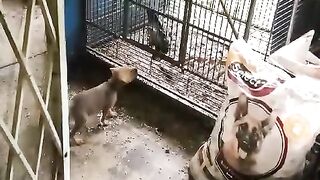 Angry bird