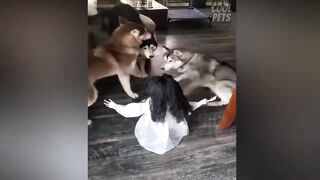 Funny Cats and Dogs Scared Of Halloween - Try Not To Laugh ???? | Cool Pets