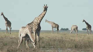 The Giraffe