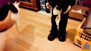 Funny Cats Scared of Masks - Part 4