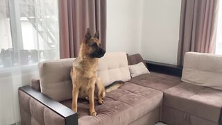 German Shepherd Pranked By Crocodile Mask!