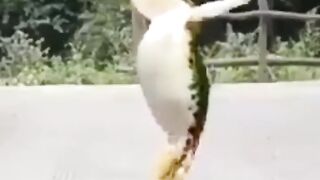 Fuuny videos