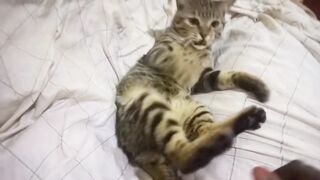 Touch my tiny paws see what happens..