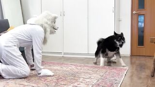 Chiens Et Chats Farcis Par Masque De Loup! Réaction Husky La Plus Mignonne