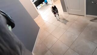 Scary Werewolf Prank On My Huskies!