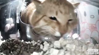 Cute cat looks like a grandpa