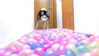 Personne Ne Passera Ici! Chiens Et Chats Contre Les Ballons D'Eau
