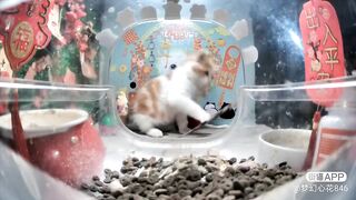 Cute and small cat playing