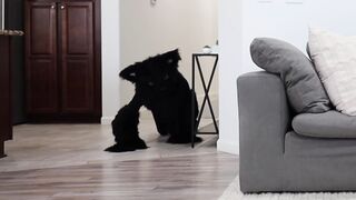 Husky Pranked By Cat Mask!