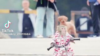 Riding Monkey