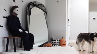 1:08 / 2:51   Husky Pranked By Michael Meyers!