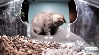 Silliest creature tries to eat a carpet