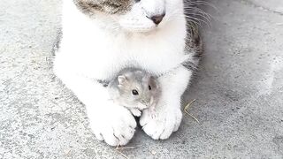 ❤️ to see cute cat videos ????