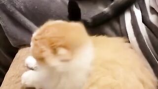 ❤️ to see cute cat videos