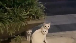 Cute cat ????