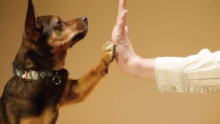 Dog hello with man