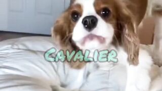 5 facts about the Cavalier king charles spaniel