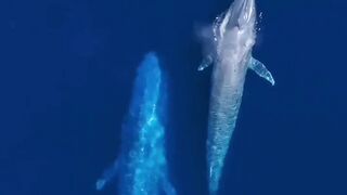 Fascinated fact from animal