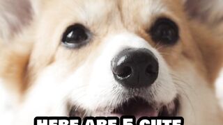 HERE ARE 5 CUTE DOG BREEDS