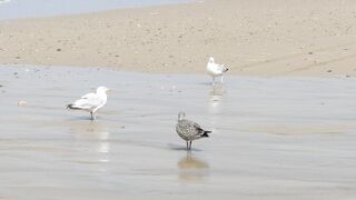 “Feathers in Flight: Birds of the World”