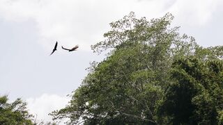 "Feathered Wonders: Discovering the World of Birds"