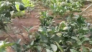 Lemon gardening