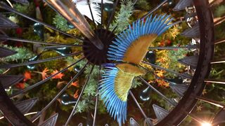 "Birds in Focus: A Visual Journey into Avian Diversity"