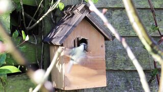 "Avian Splendor: Exploring the World of Birds"