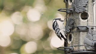 "Songbirds and Raptors: A Birdwatcher's Delight"
