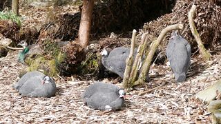 "Chirps and Soars: The World of Birds Unveiled"