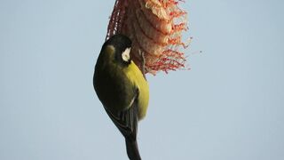 "Sky Symphony: Exploring the Marvels of Birds"