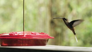"Wings of Wonder: A Journey into the World of Birds"