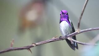 "Birds: Nature's Winged Wonders"