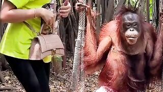 Monkey love with girl????????