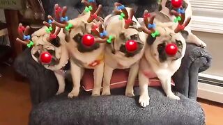 Furry Festive...