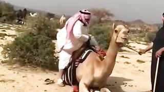 Funny shaikh with camel ????????
