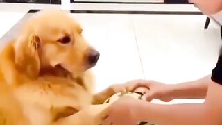Dog vs boy????????
