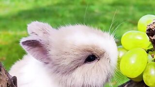 Baby rabbit