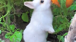 Fluffy rabbit