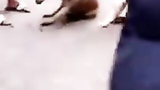 اخطر مصارعة كلاب