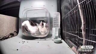 cat enjoys sitting in the feeder
